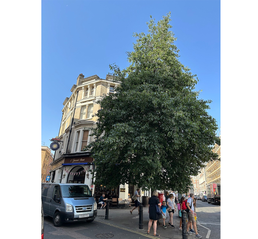 An elder tree dedicated to Anne Frank in Covent Garden