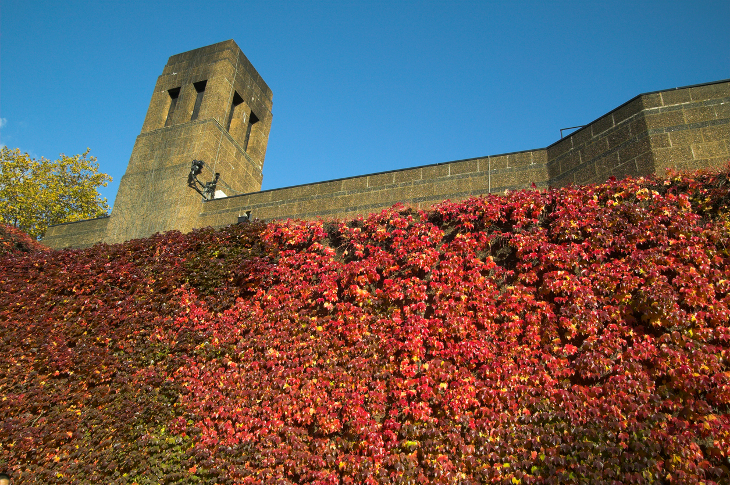 Red Virginia Creeper leaves covering the side of the Admiralty Citadel.