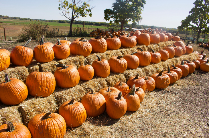 Pumpkin patches near London: rows of orange pumpkins lined up neatly on stacked bales of hay
